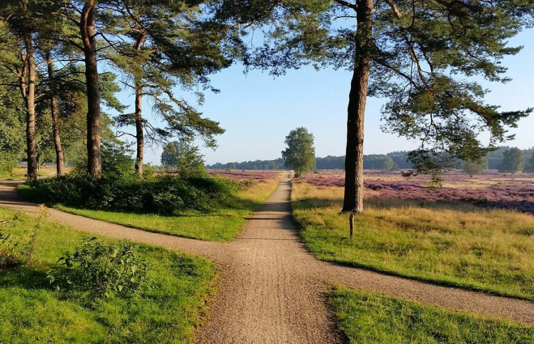 Een pad omgeven door bomen en velden onder een heldere blauwe lucht.