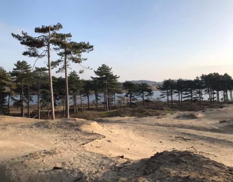 Zandduinen met hoge dennenbomen bij een meer in de natuur van de Kennemer Duinen