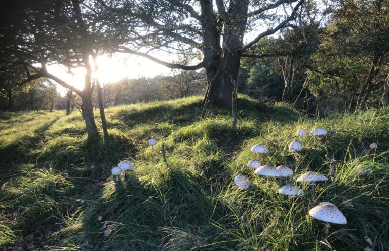 Witte paddenstoelen groeien in het gras