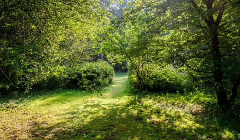 Een zonovergoten bospad omringd door groene bomen en struiken.