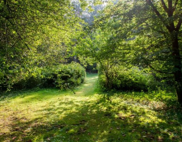 Een zonovergoten bospad omringd door groene bomen en struiken.