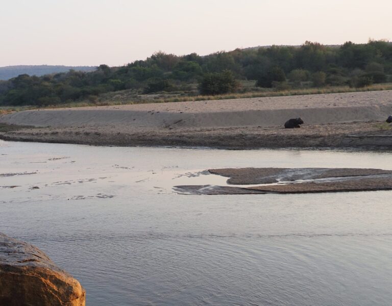 Trailreis Zuid-Afrika: rivierzicht met wilde dieren op de oever