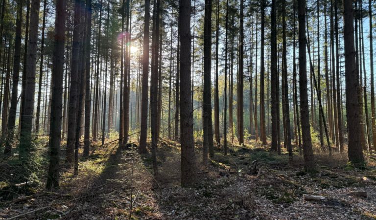 Zomer Seizoenswandeling Meijendel (Wassenaar)