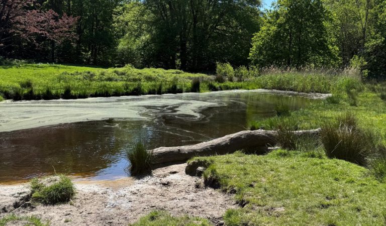 Zomer seizoenswandeling Lage Vuursche