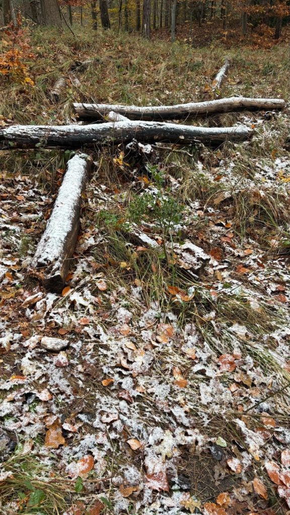 Taken in het bos op een grond van bladeren en een dun laagje sneeuw