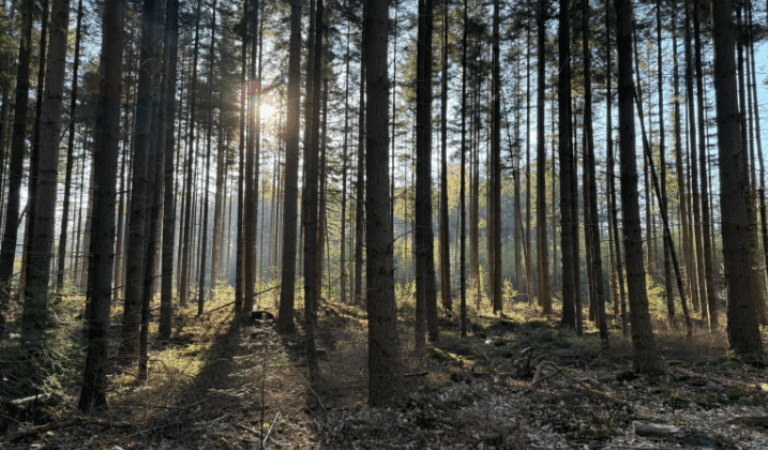 Summer Seasonal Walk Kennemerland